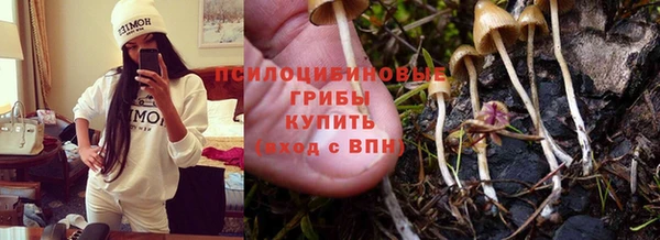 стаф Арсеньев